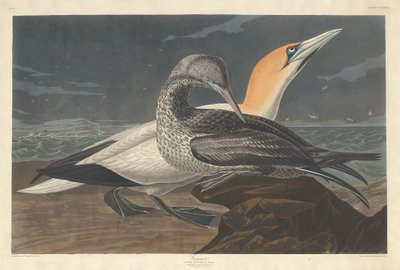 Gannet by John James Audubon